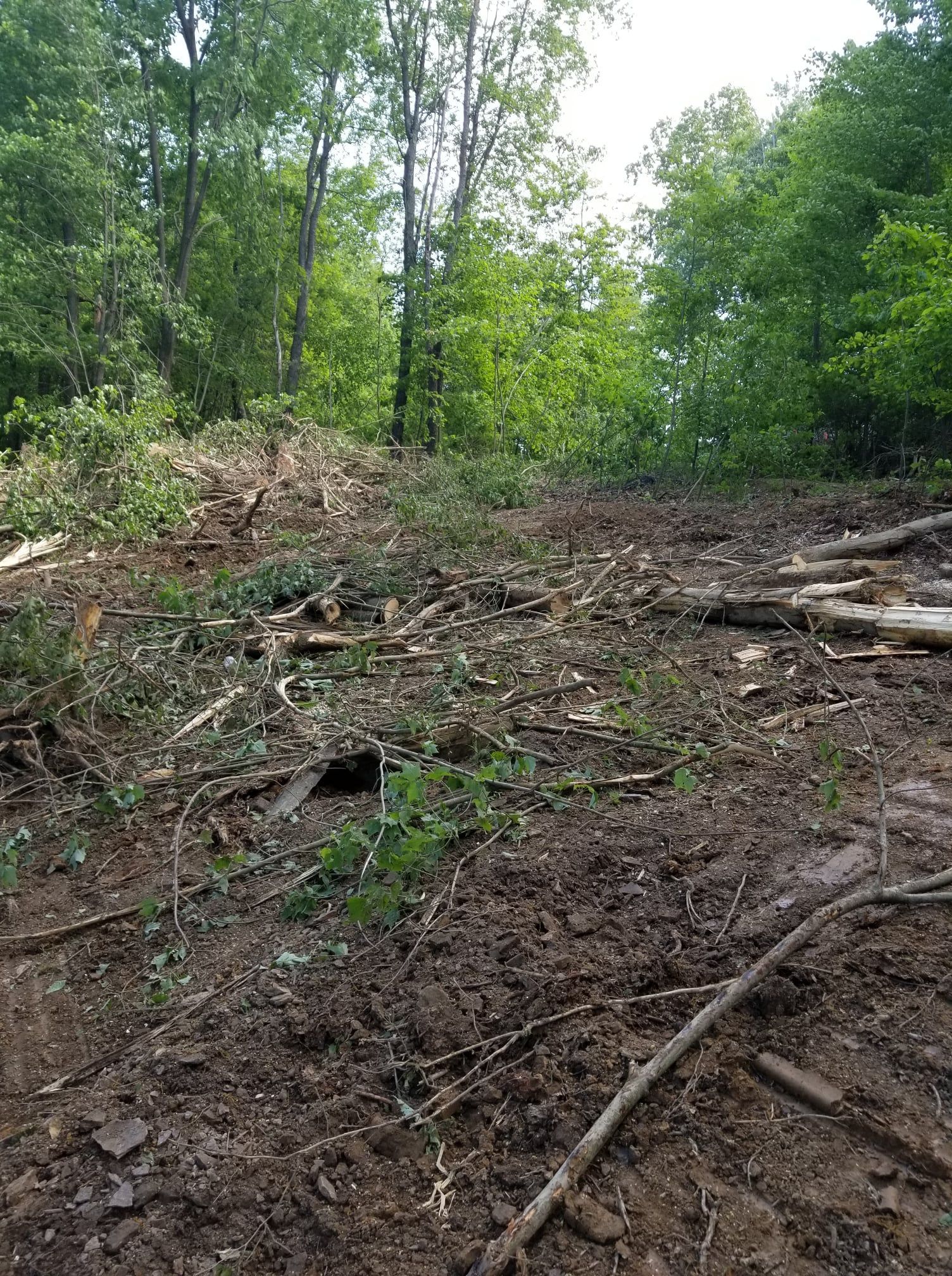 A dirt road in the middle of a forest with trees in the background.