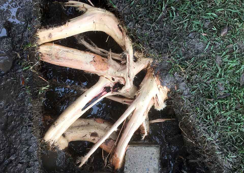 Tree Root Removal