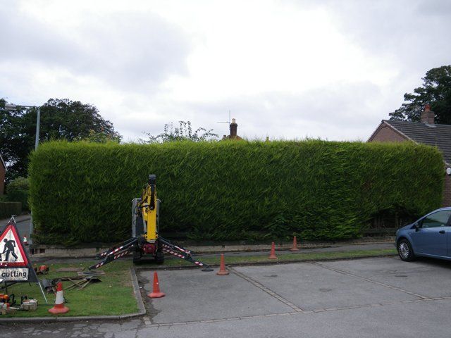 Small hedge - Before