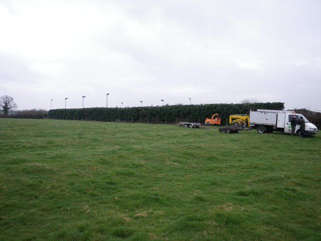Large hedges