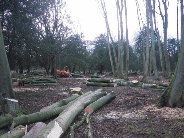 Woodland felling