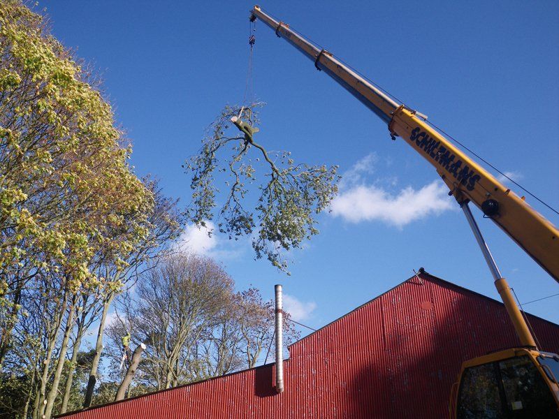 Crane removal of tree