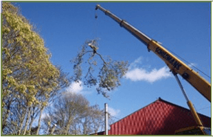 Crane taking down a tree