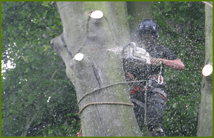 Tree surgeon with a chainsaw up a tree