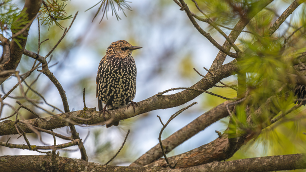 Bird with speckled brown and white plumage perched on a tree branch.