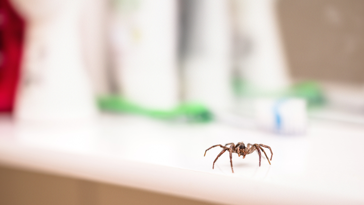Spider on a white bathroom counter, blurred background with toiletries.