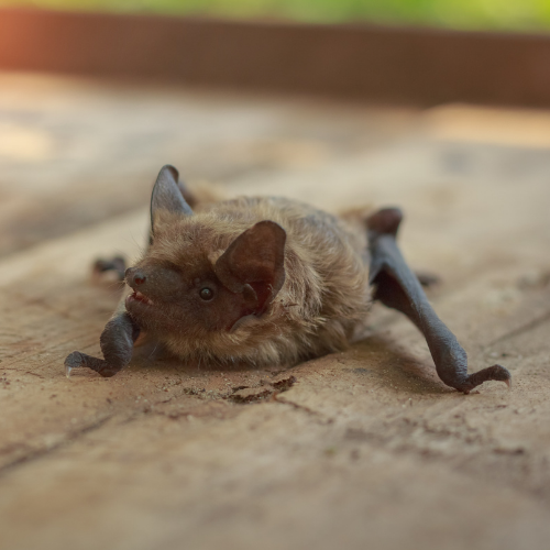 Brown bat on a wooden surface, outstretched wings, small sharp teeth visible.