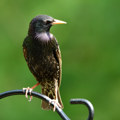 Starling perched on a black metal pole, with a speckled, iridescent black plumage and yellow beak against a green background.