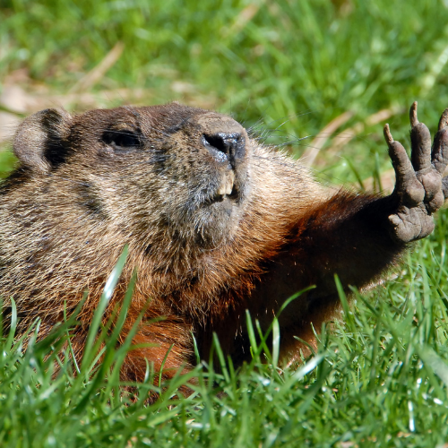 Groundhog emerging from grass, raising a paw.