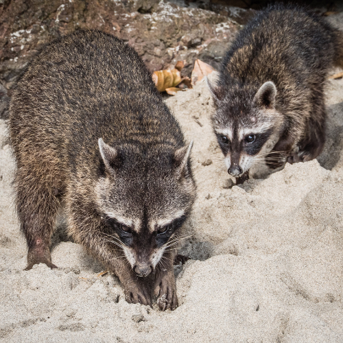 Two raccoons on sandy ground; one focused on digging, the other eating something.