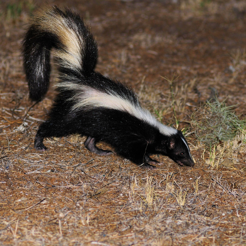 Skunk with white stripes down its back, sniffing the ground in a dry, grassy area.