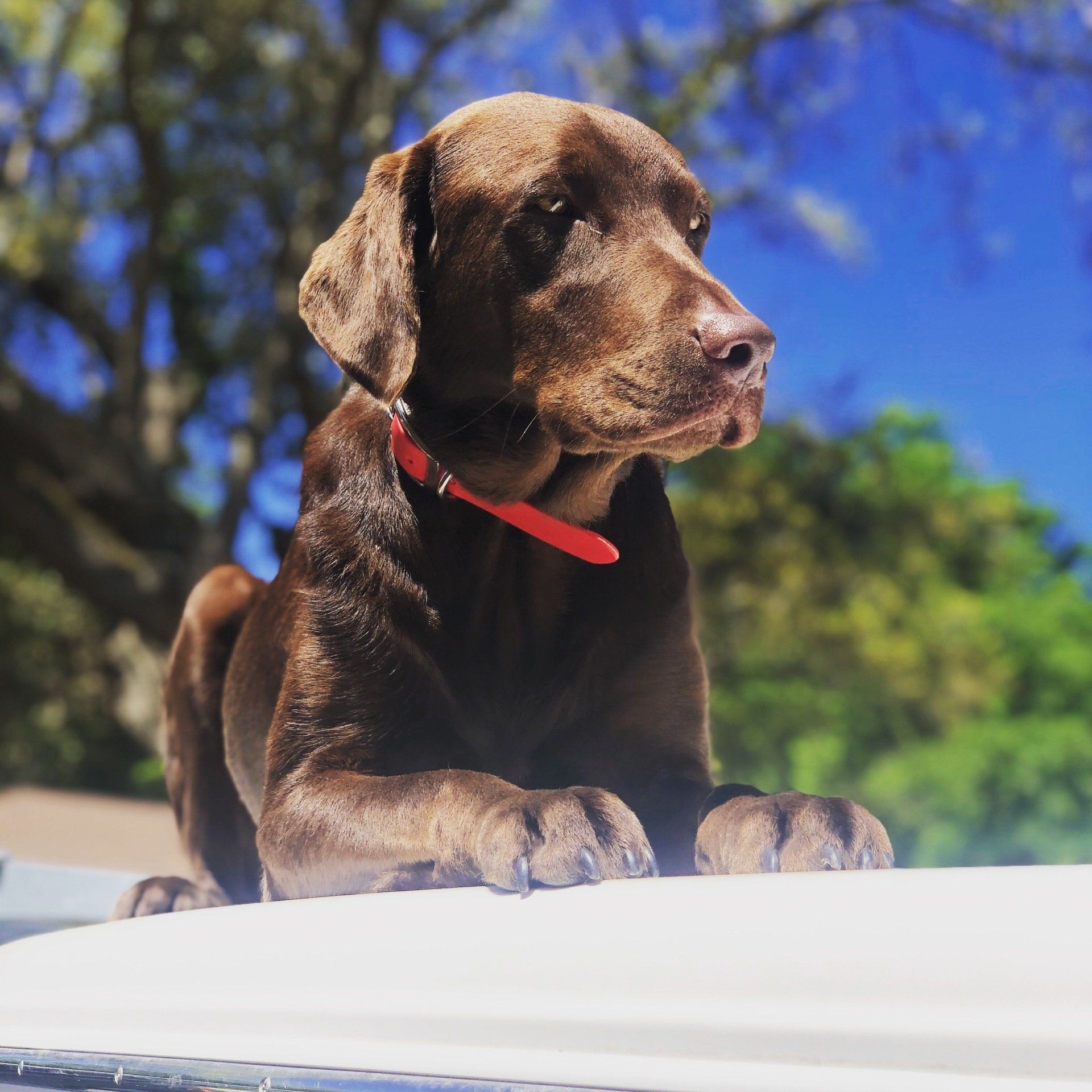 A brown dog with a red collar is laying on the roof of a car