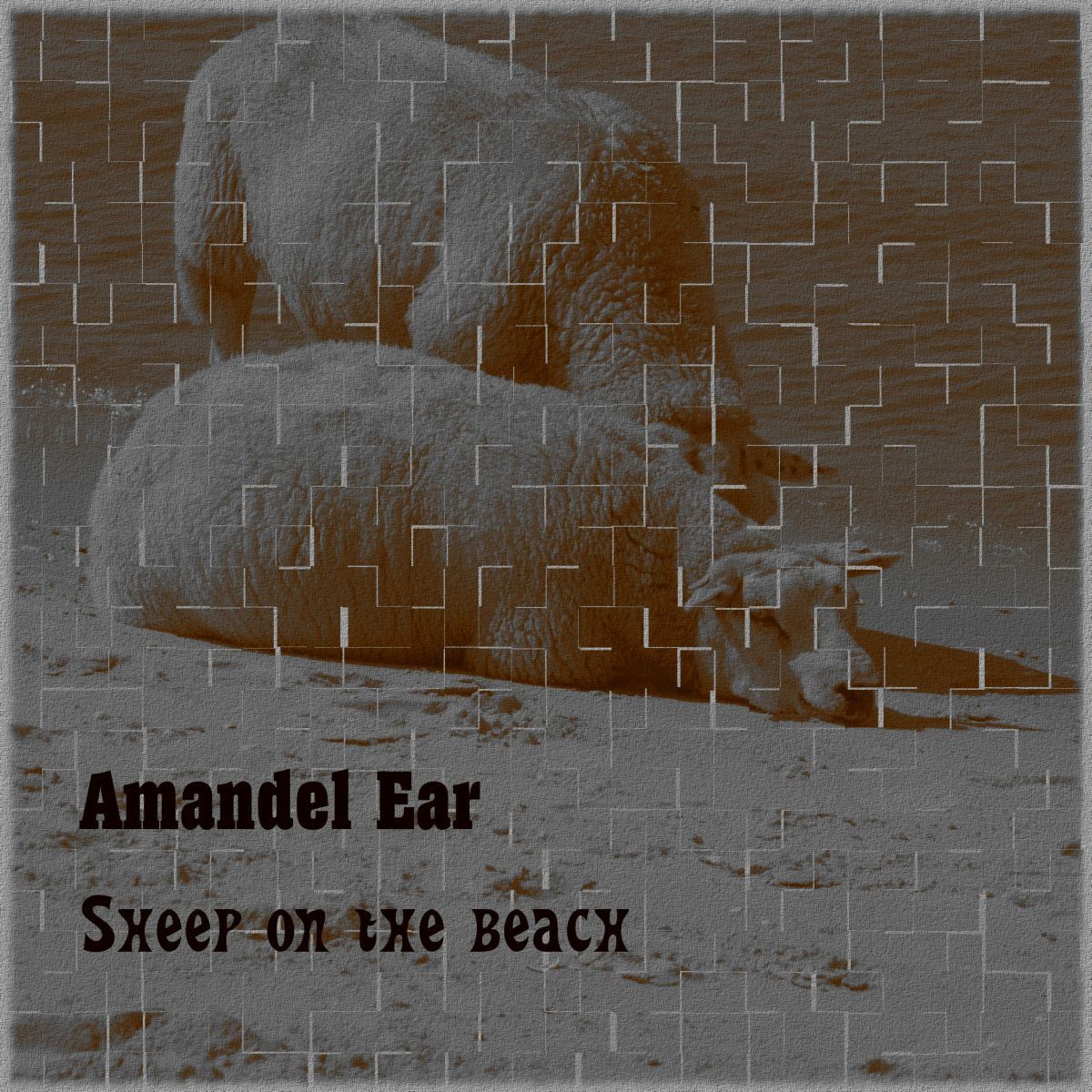 Amandel Ear-Sheep on the beach