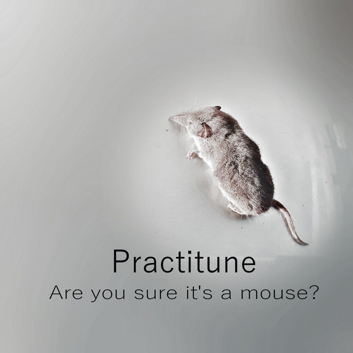 Practitune-Are you sure it's a mouse?