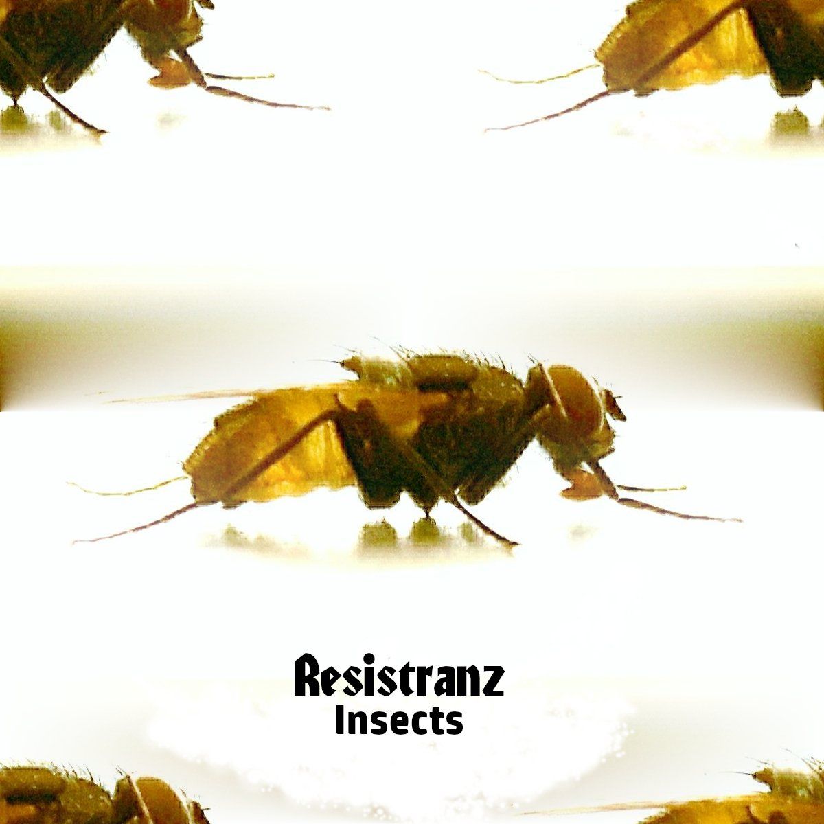 Resistranz-Insects[TAMU130]