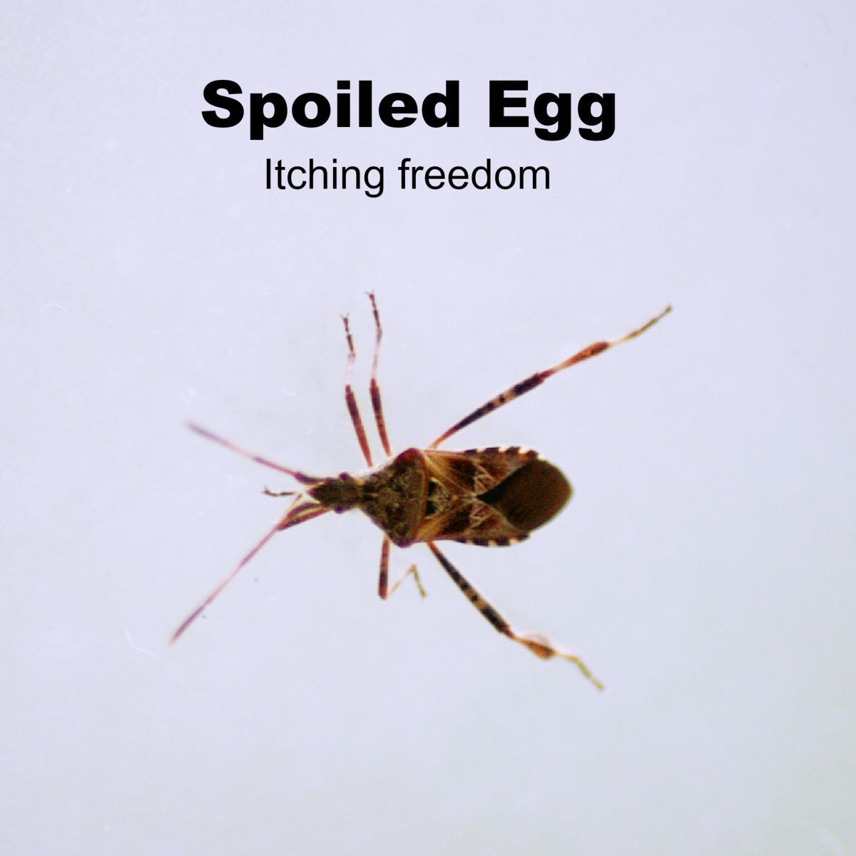 Spoiled Egg-Itching freedom