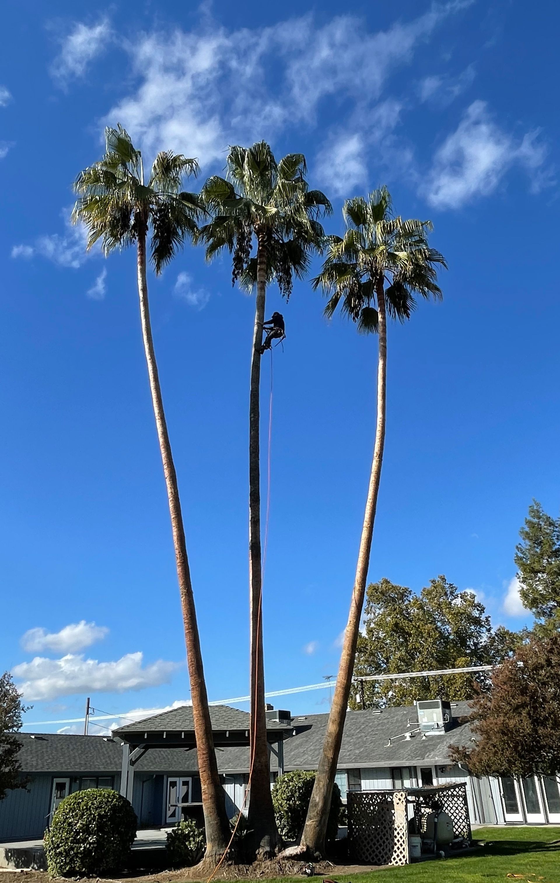 Man Trimming Palm Fronds — Hughson, CA — Green Valley Tree Service