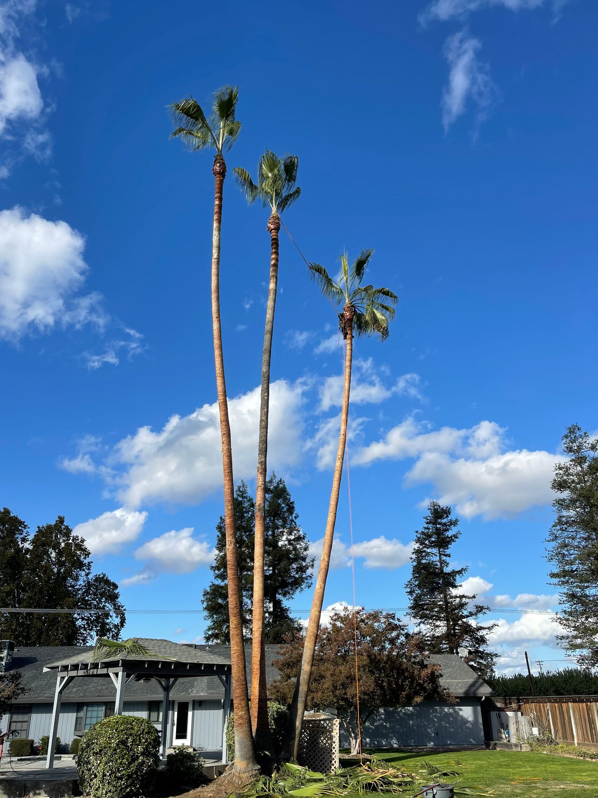 After Man Trimming Palm Fronds — Hughson, CA — Green Valley Tree Service