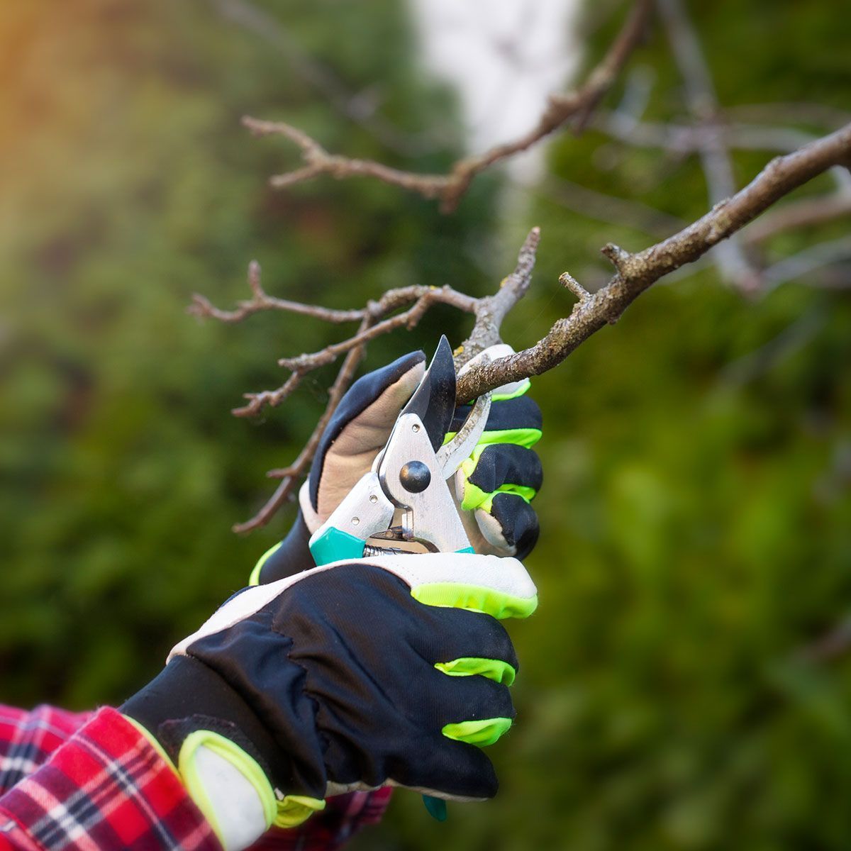 Man Cutting Trees — Hughson, CA — Green Valley Tree Service