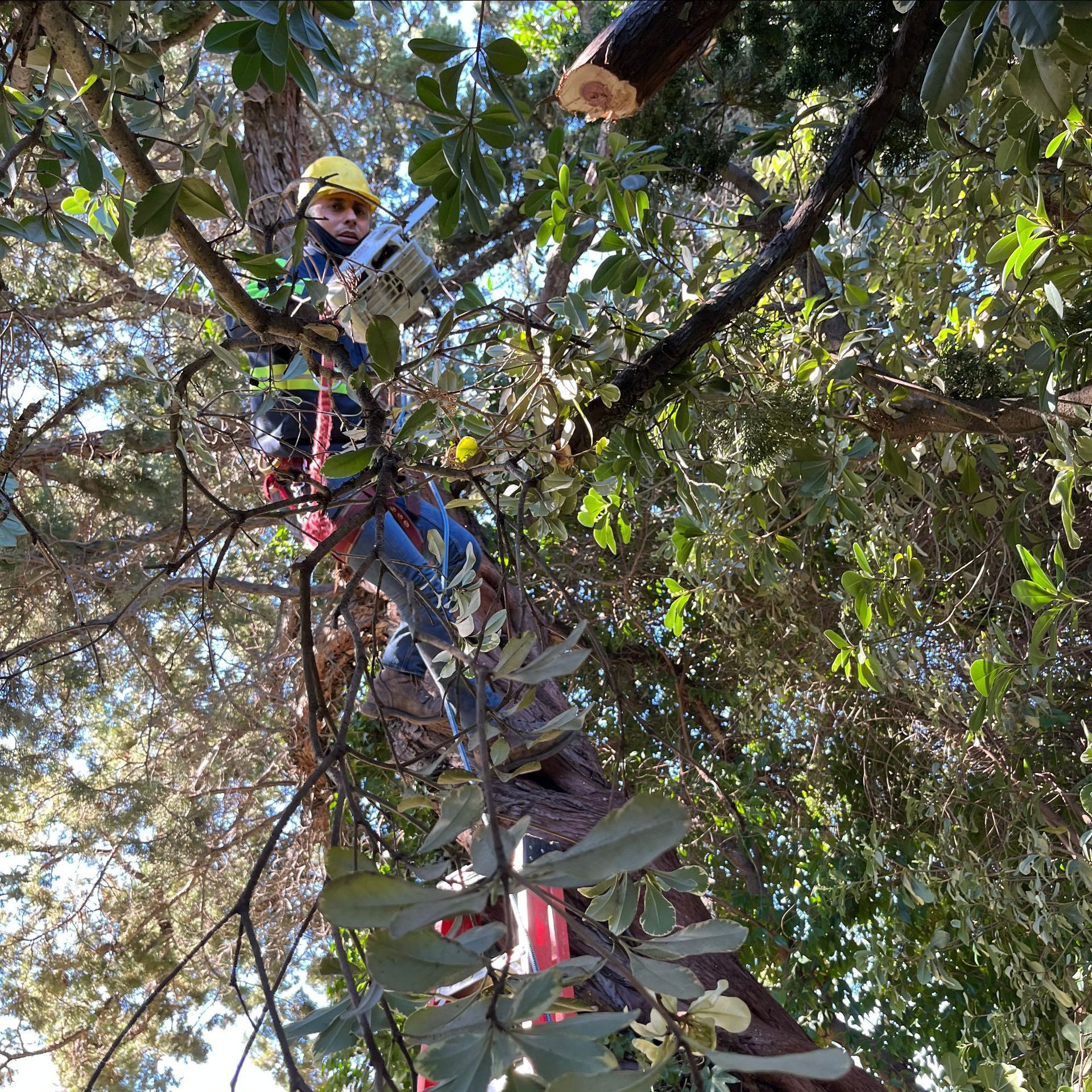 Tree Trimming at Winter — Hughson, CA — Green Valley Tree Service