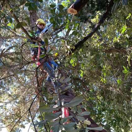Man Cutting Branches on Tree — Hughson, CA — Green Valley Tree Service