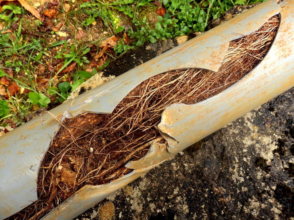 Damaged Pipe With Root Intrusion; Brown Roots Fill the Split — Hills 2 Ocean Plumbing in Maclean, NSW