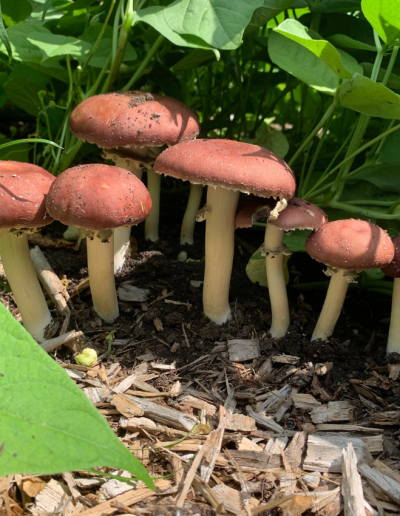 Un tas de champignons poussent dans la terre