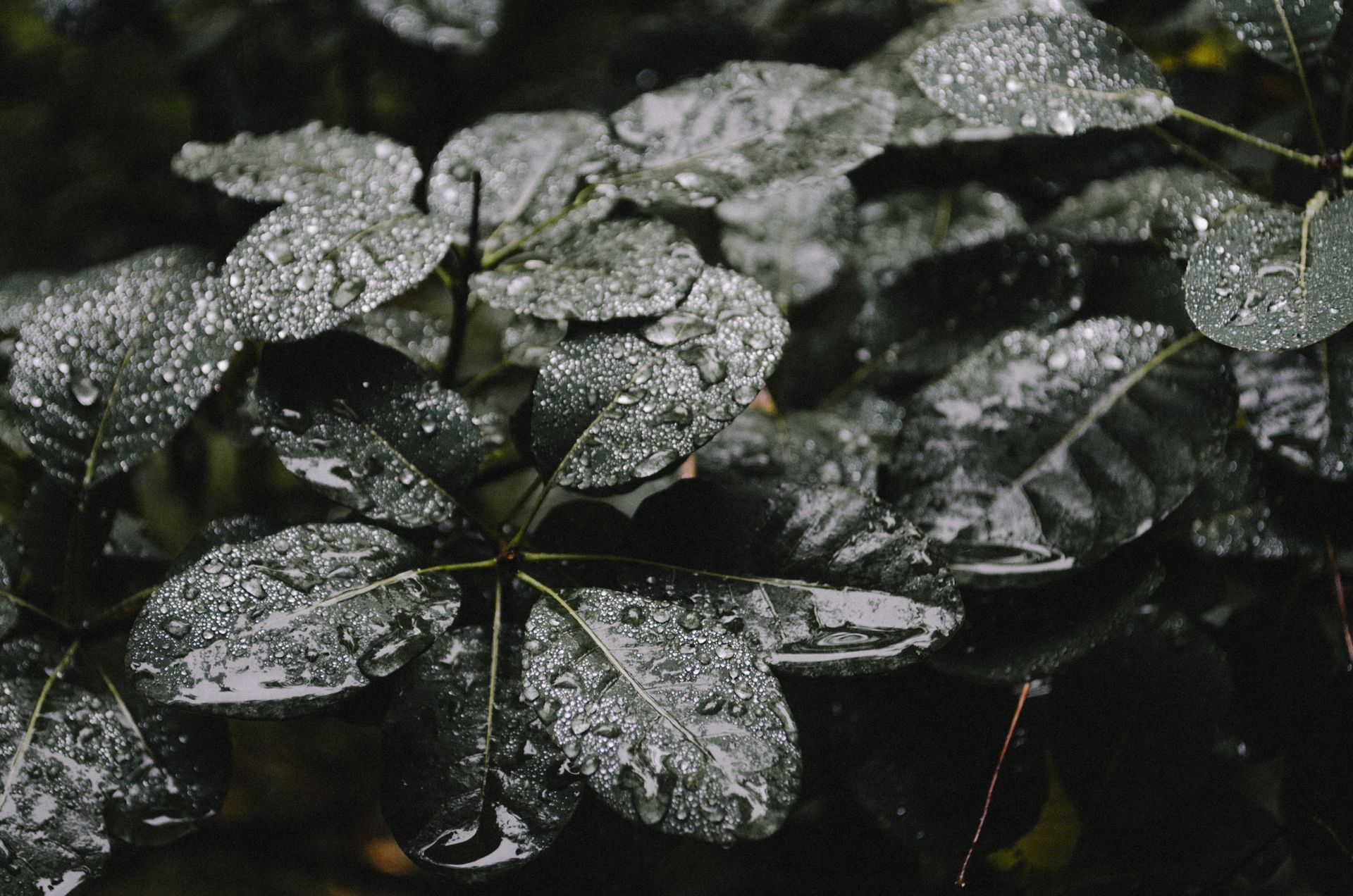 A close up of a plant with water drops on the leaves.