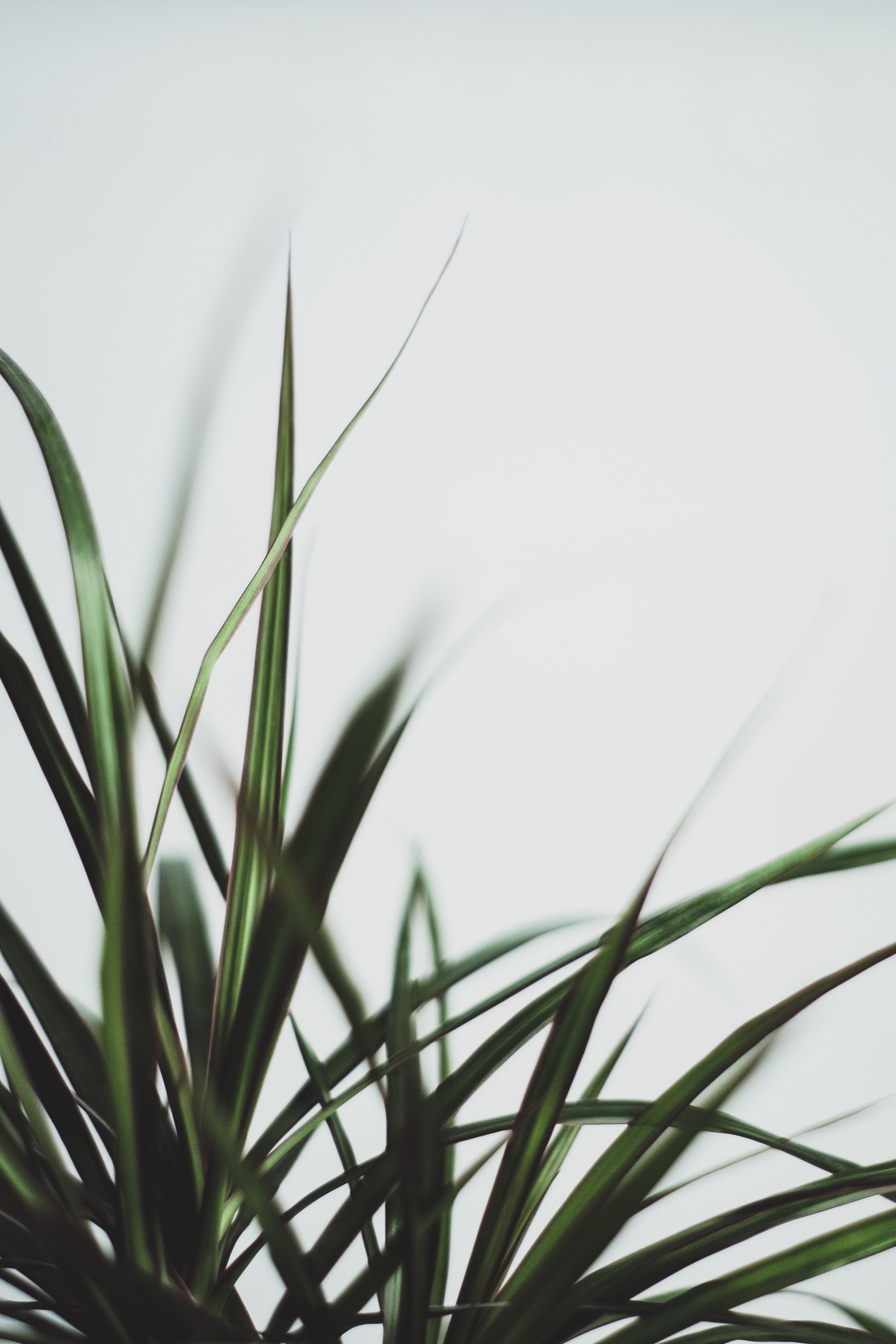A close up of a plant with a white background