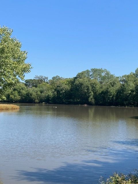 A large body of water surrounded by trees on a sunny day