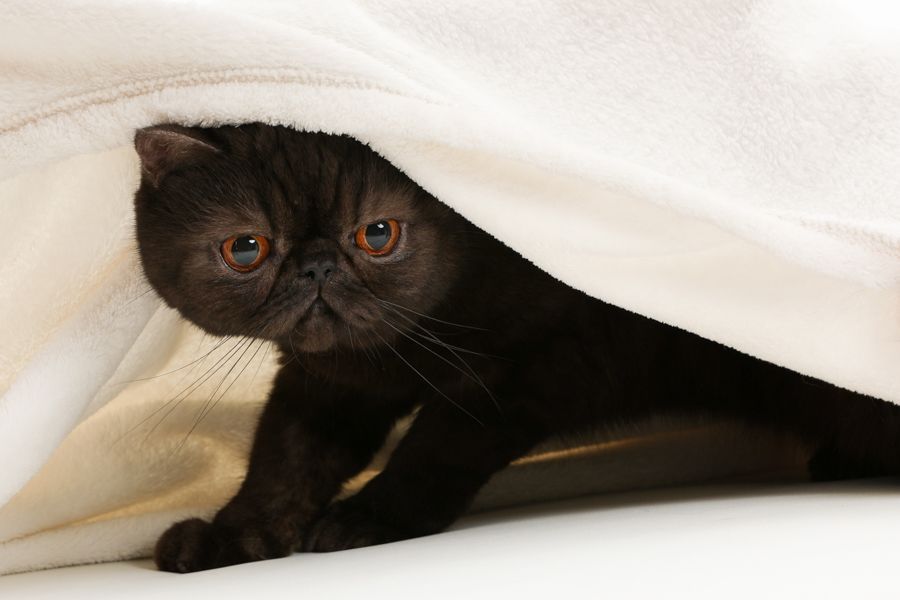 黑色異國短毛貓從白色毯子下探出頭來，看起來很好奇。