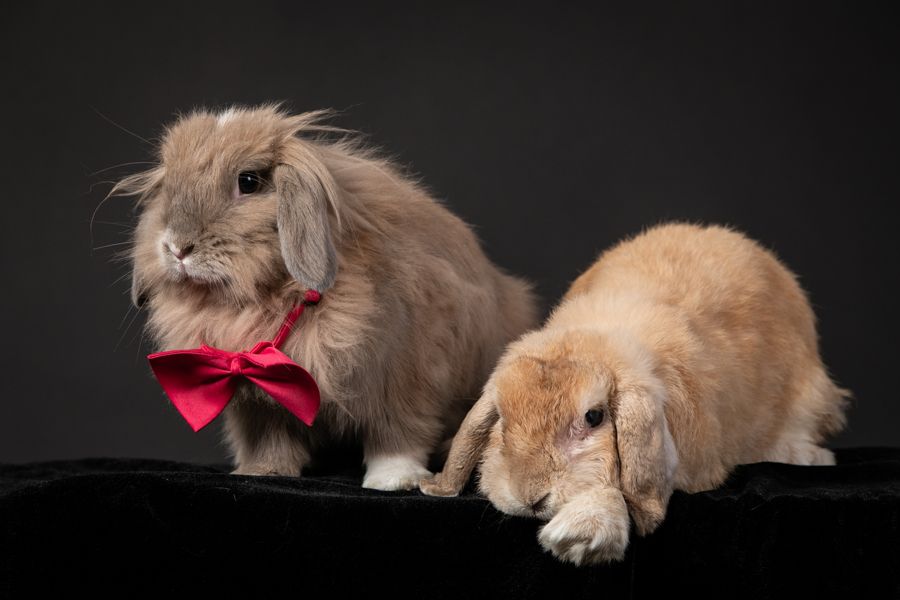 兩隻毛茸茸的兔子，其中一隻戴著紅色領結，背景為深色。