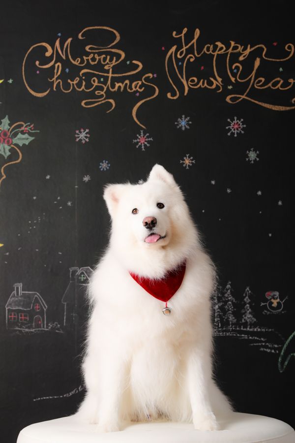 一隻戴著紅色頭巾的白色薩摩耶犬坐在一塊寫著「聖誕快樂，新年快樂」的黑板前。