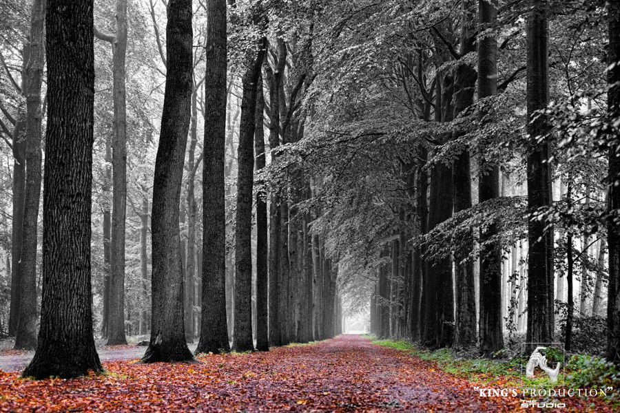 一條穿過單色森林的小路，兩旁種滿了高大的樹木，前景是秋葉。