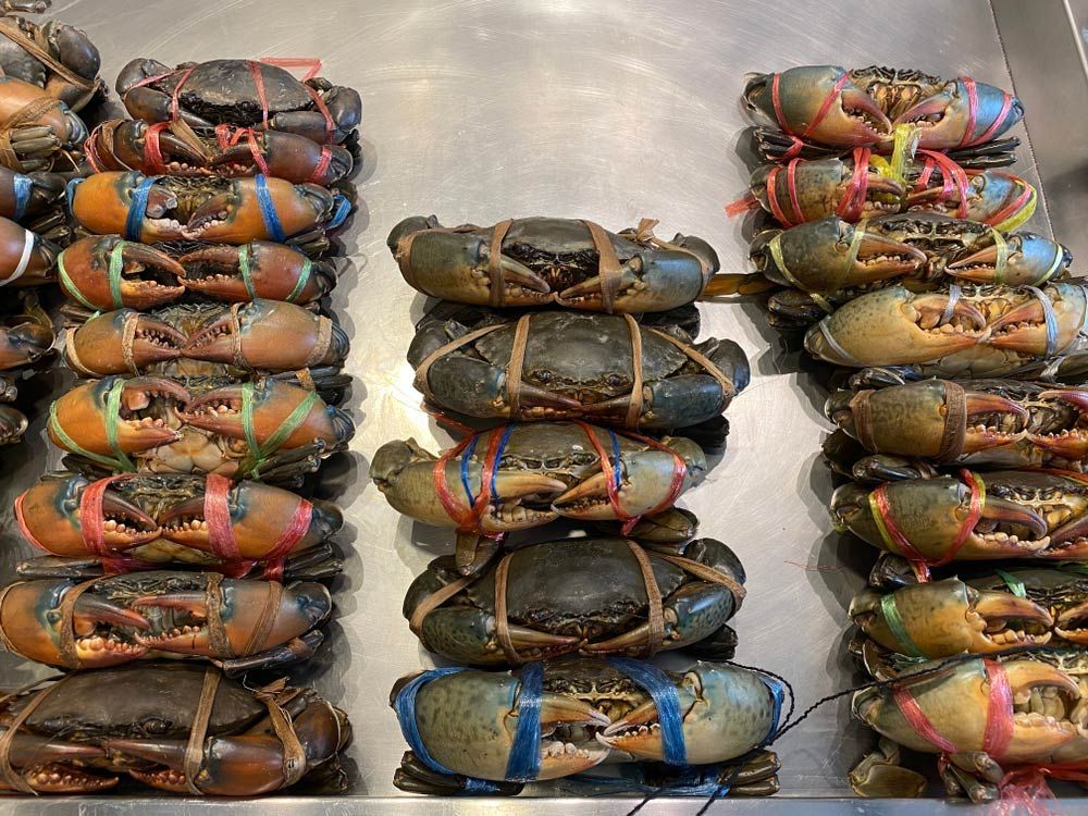 Fresh Live Crabs Wrapped With Twine — Locally Caught Fresh Mud Crabs in Portsmith, QLD