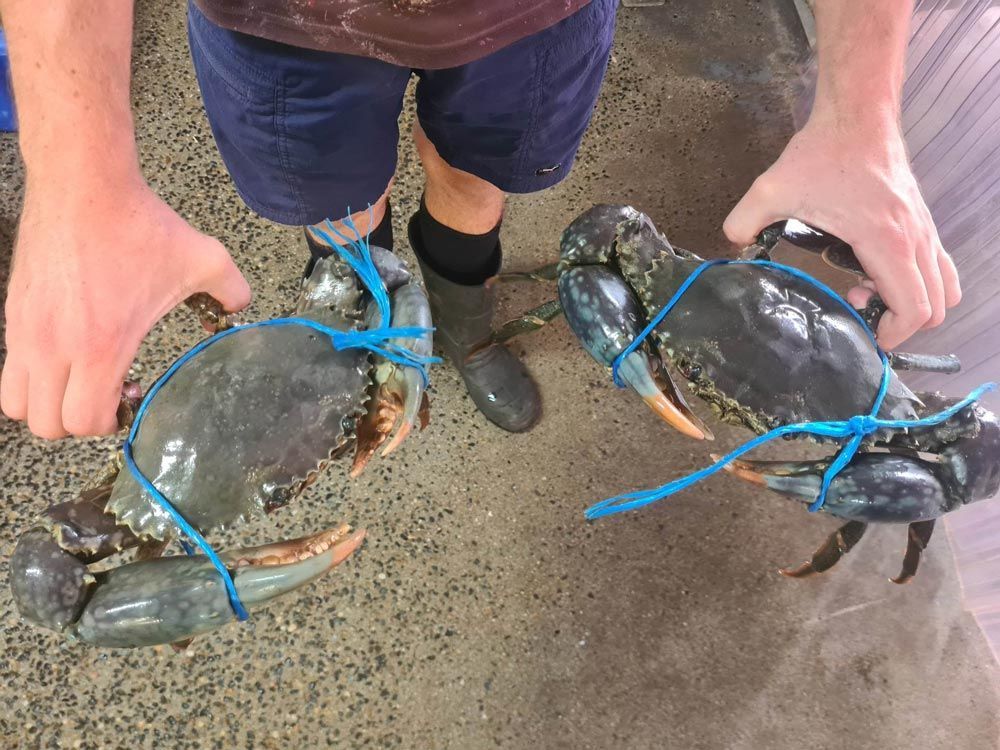 A man wearing boot holding Two Mud Crabs — Locally Caught Fresh Mud Crabs in Portsmith, QLD
