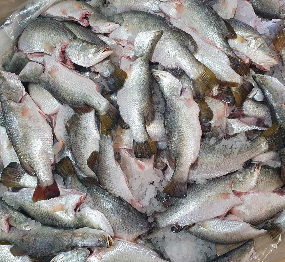 Freshly Caught Barramundi Fishes — Fresh, Locally Caught Seafood in Portsmith, QLD