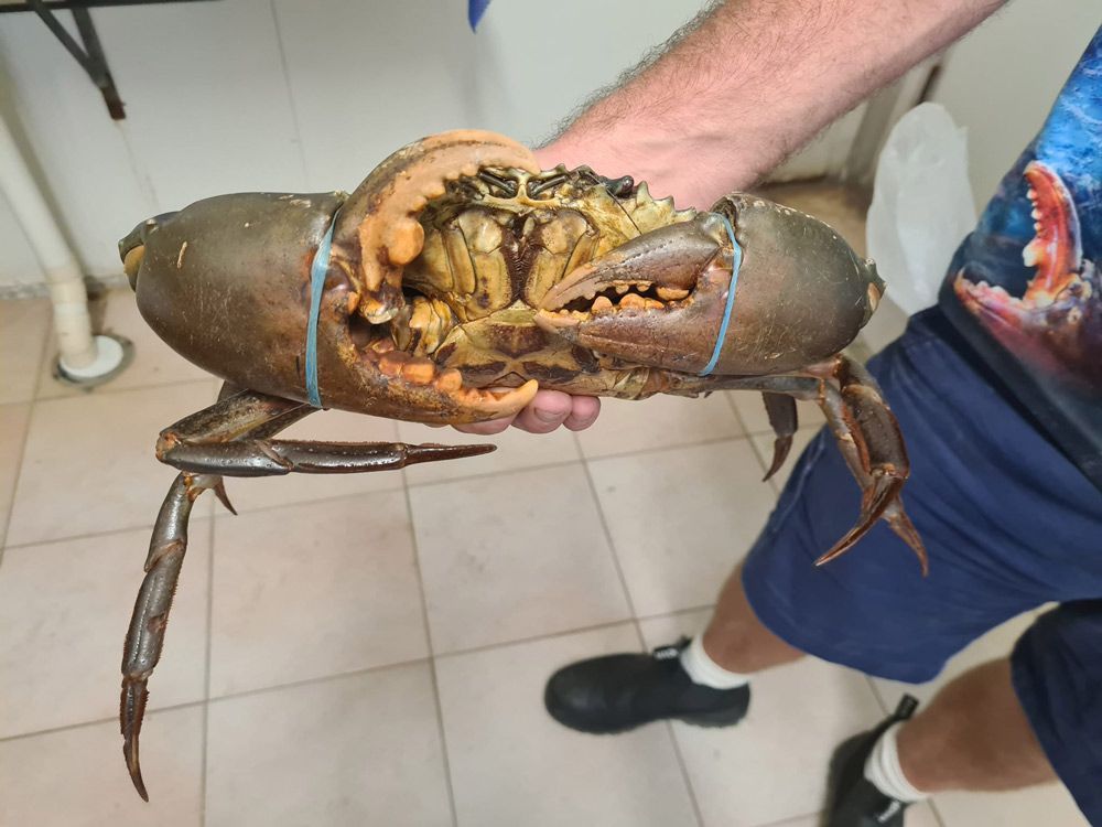 Big Raw Mud Crab — Locally Caught Fresh Mud Crabs in Portsmith, QLD