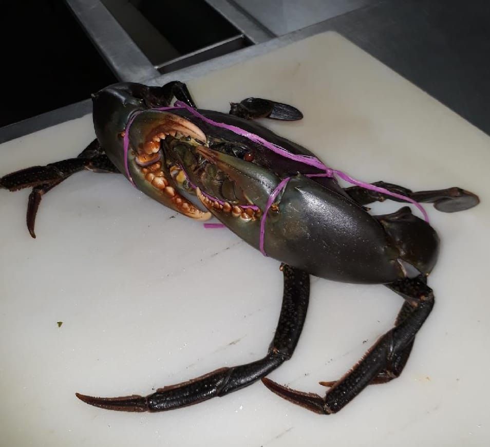 Big Muddie — Locally Caught Fresh Mud Crabs in Portsmith, QLD