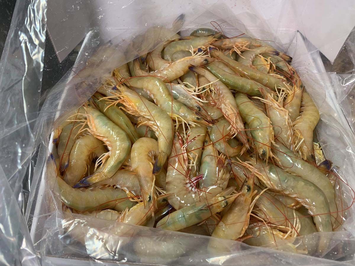 Endeavour Prawns Kept inside transparent bag — Locally Caught Fresh Prawns in Portsmith, QLD