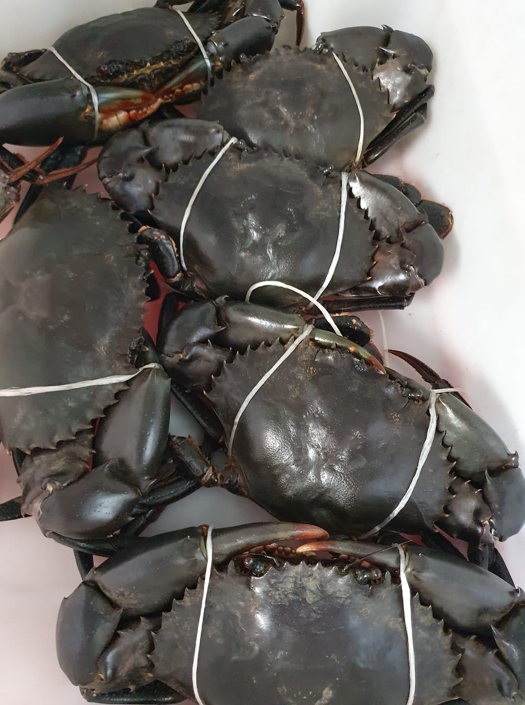 Live Raw Muddies — Locally Caught Fresh Mud Crabs in Portsmith, QLD