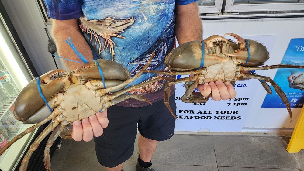 A Man wearing NQ prawn cutlet tshirt holding Mud Crabs — Locally Caught Fresh Mud Crabs in Portsmith, QLD