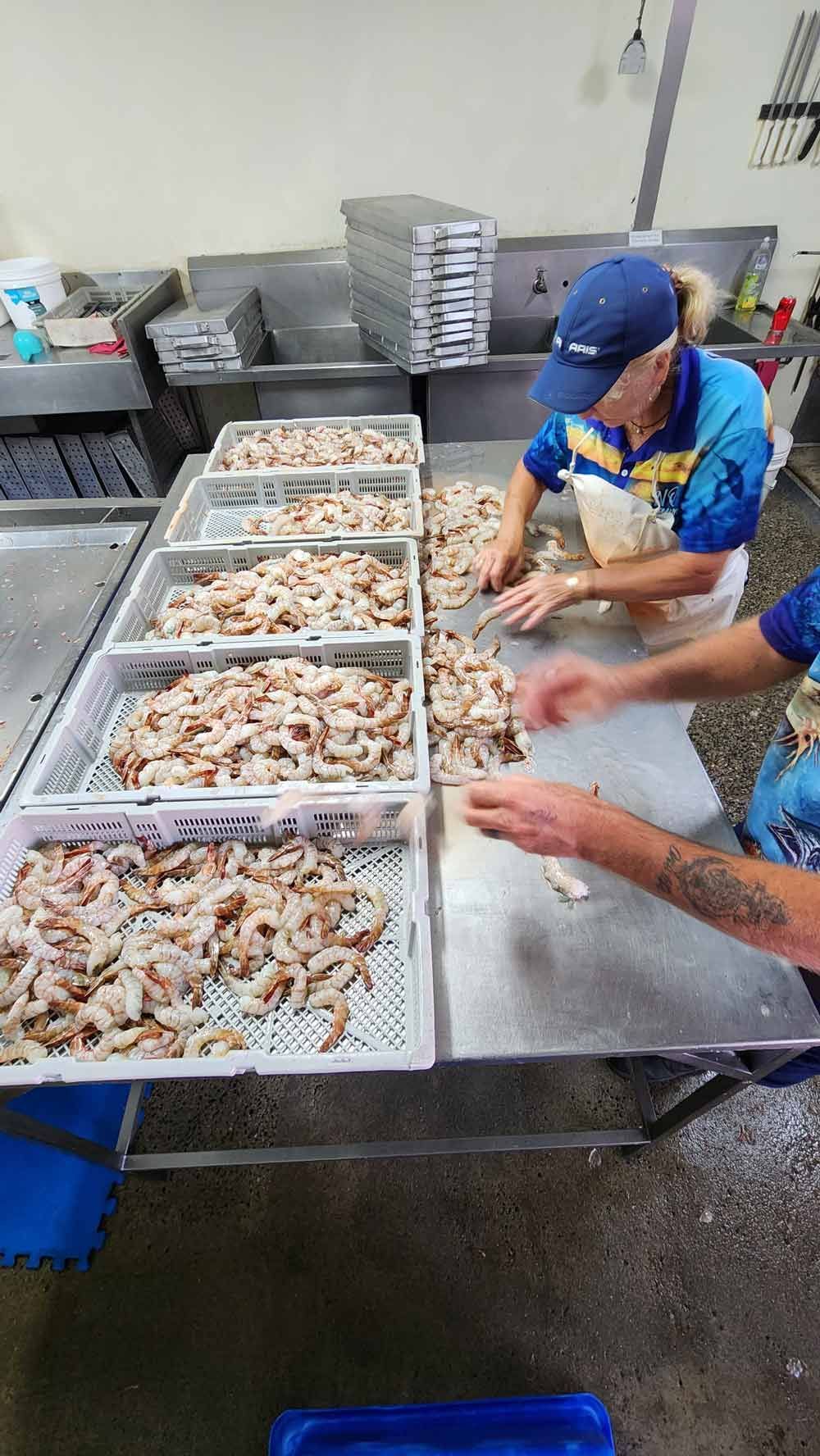 Workers Shortening Prawns — Locally Caught Fresh Prawns in Portsmith, QLD