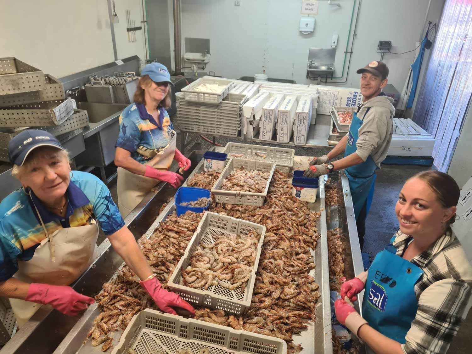 Workers Processing Prawns — Locally Caught Fresh Prawns in Portsmith, QLD