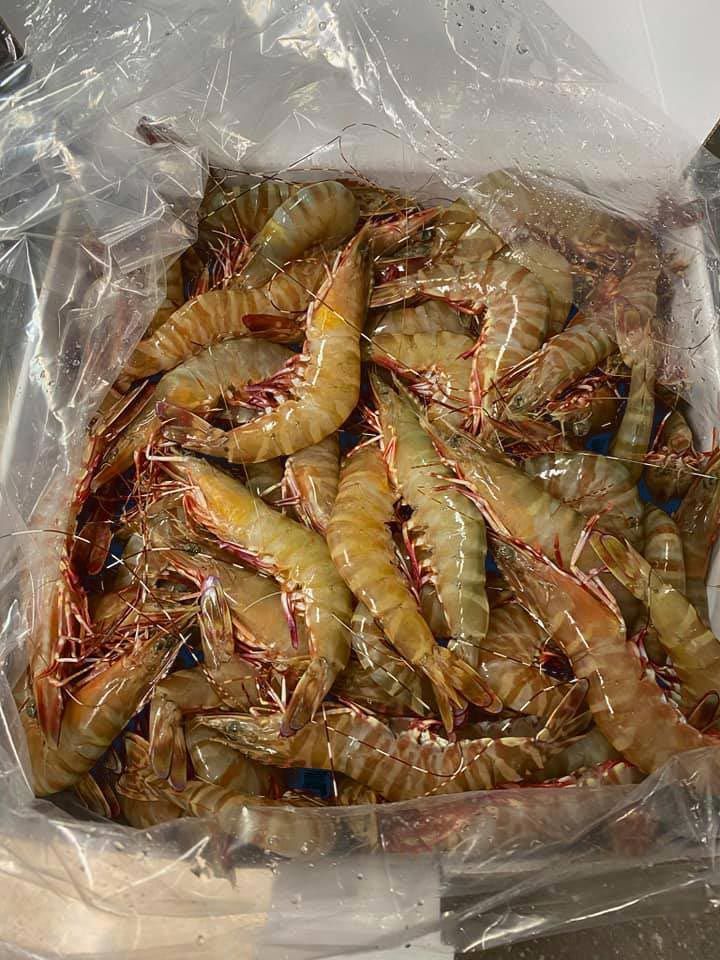 Raw Tiger Prawns kept inside transparent bag — Locally Caught Fresh Prawns in Portsmith, QLD