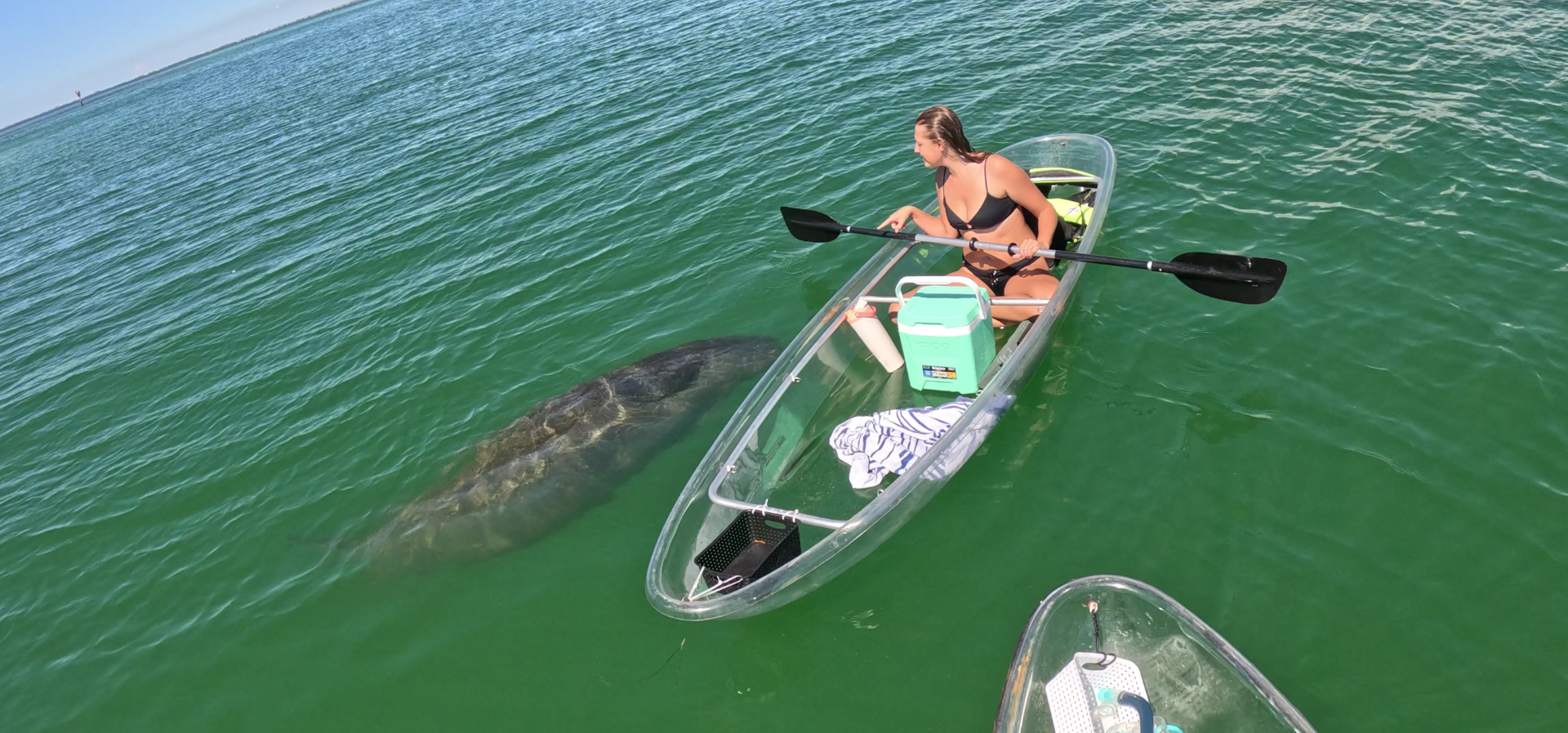 Playful and curious manatee rolling over on it back trying to get our attention.