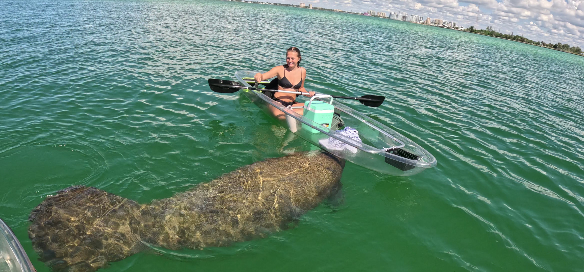 Clear kayak floating on blue water with a manatee swimming underneath the boat. Owner of Watersports Now is holding a paddle and pointing at the manatee in Sarasota Florida at Longboat Key.