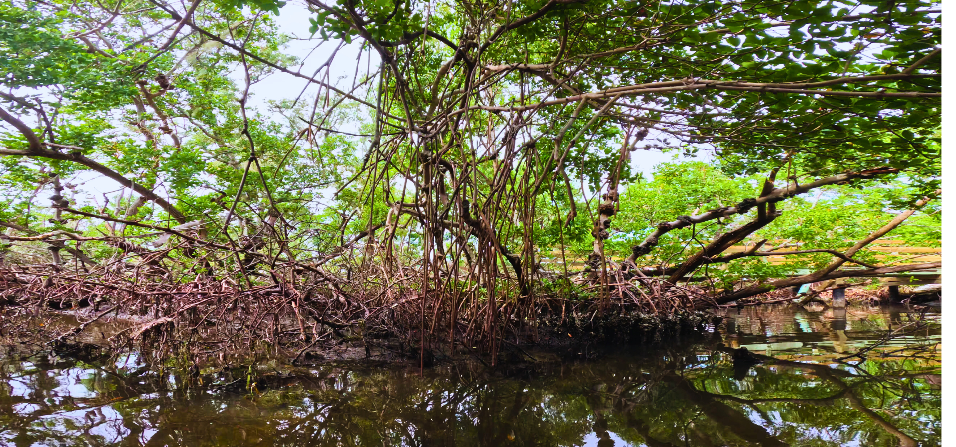 Long mangrove vines coming down to the calm still waters. The trees are green and there is a small bridge.
