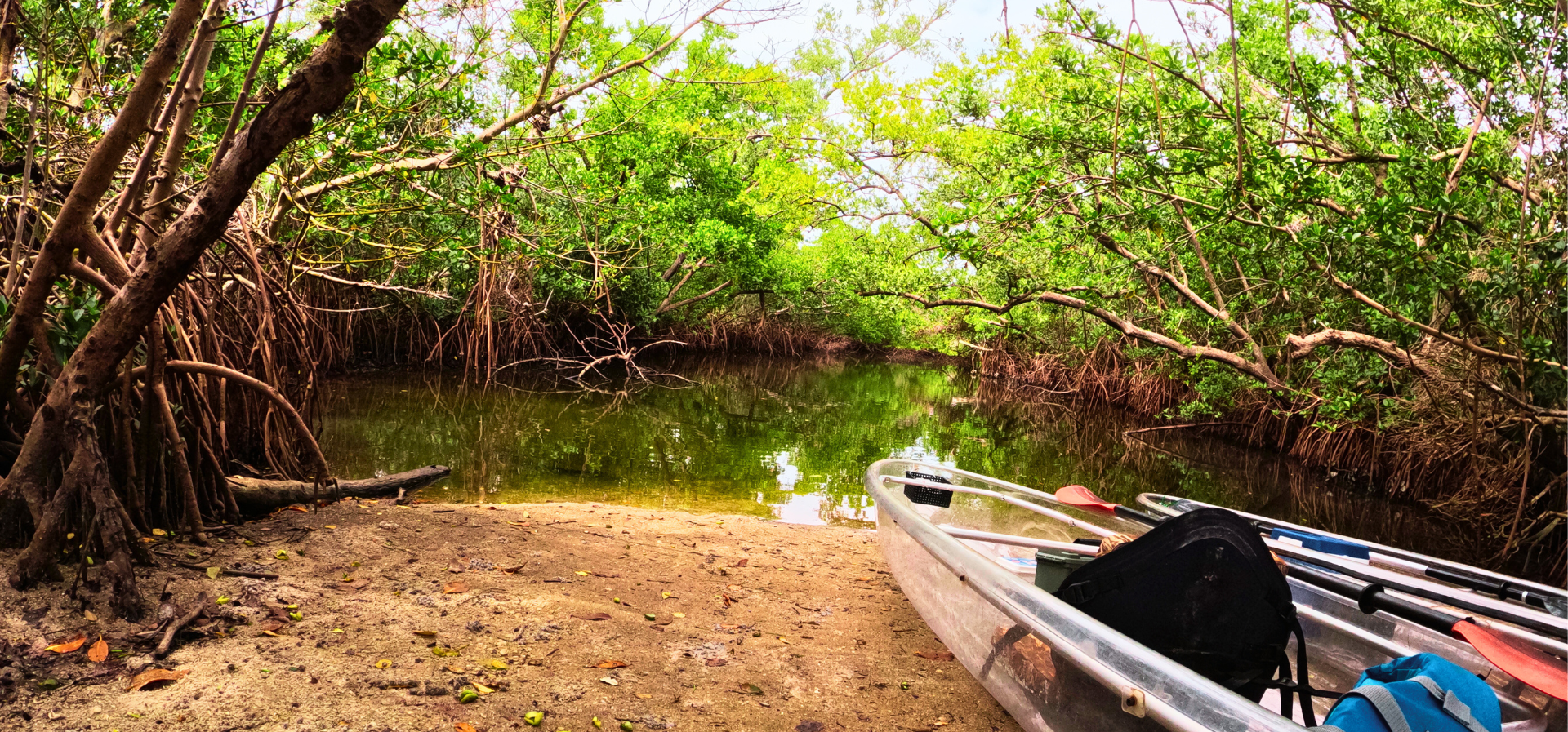 Mangrove tree roots stabilizing Florida coastline