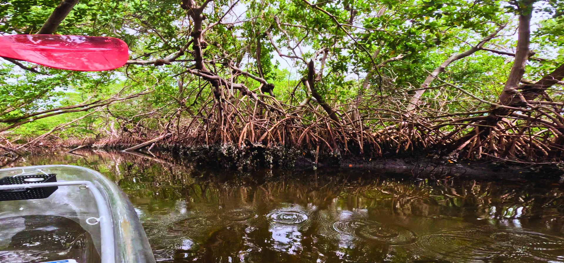 Mangrove Tunnel Canopy and vines hanging down in the water. There is a clear kayak with a red paddle and the kayaker is slowly paddling through the mangrove tunnel. On the vines there are barnacles and shells growing. It appears to be low tide.